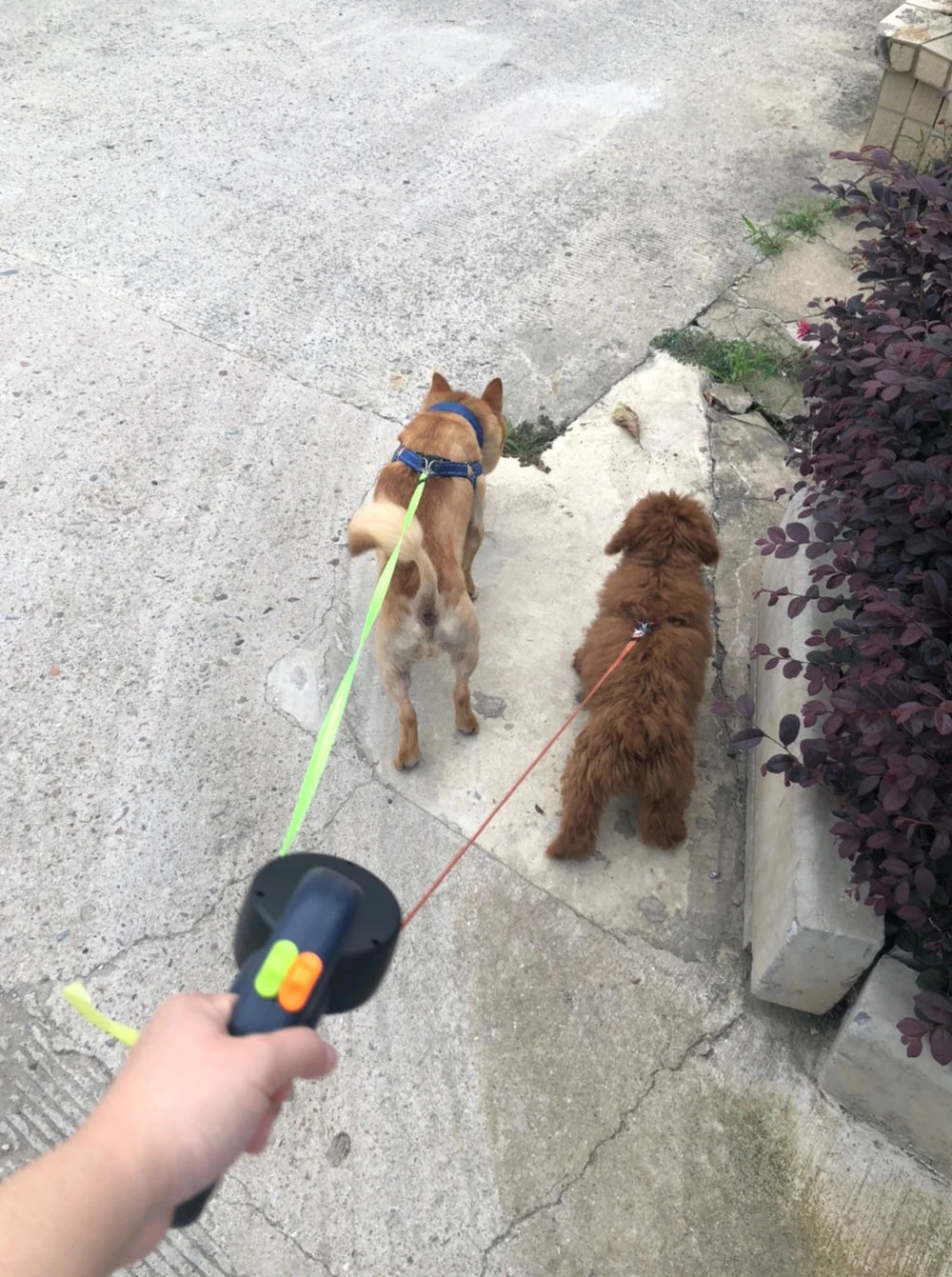 No-Tangle Dual Retractable Dog Leash