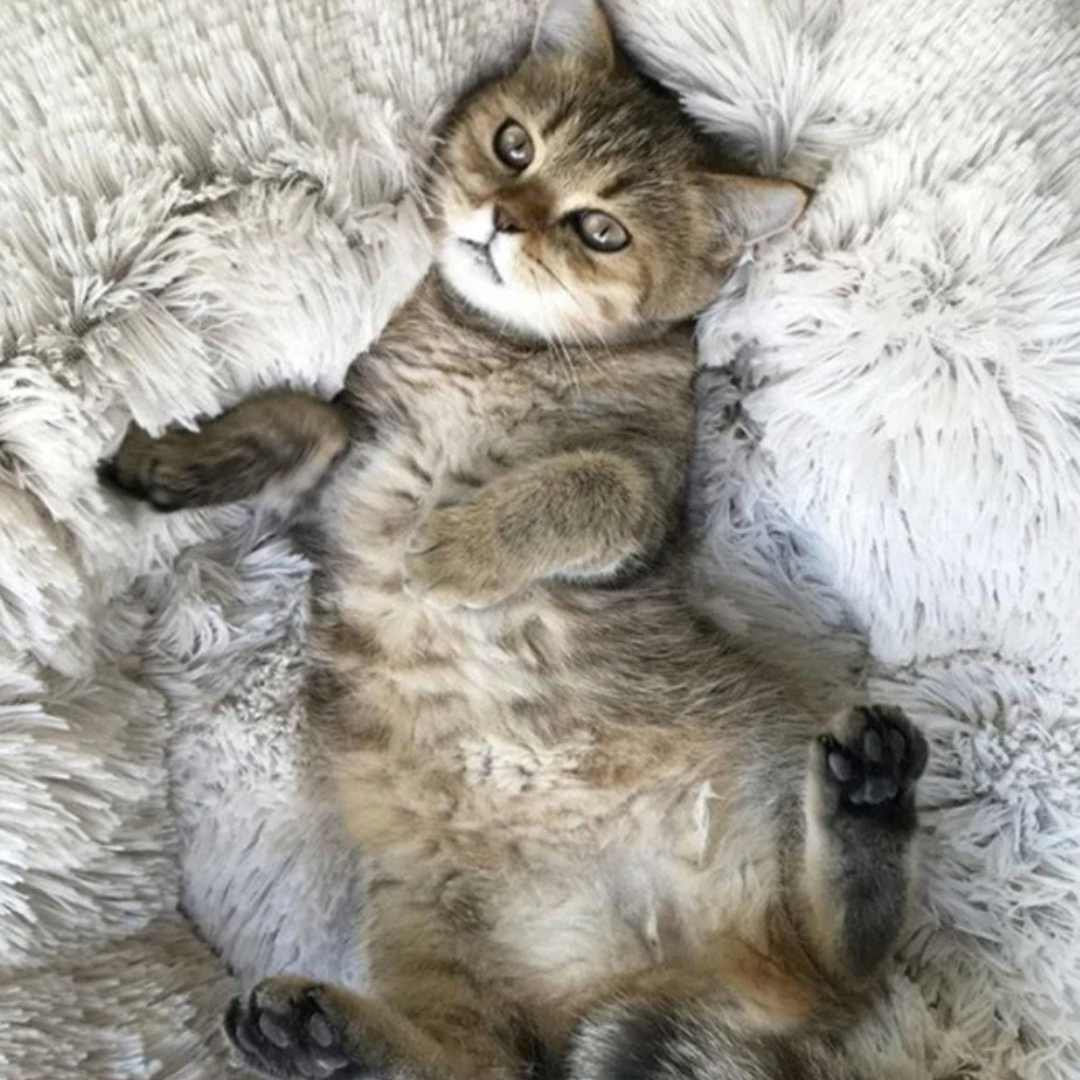 Ultra-Soft Plush Pet Bed