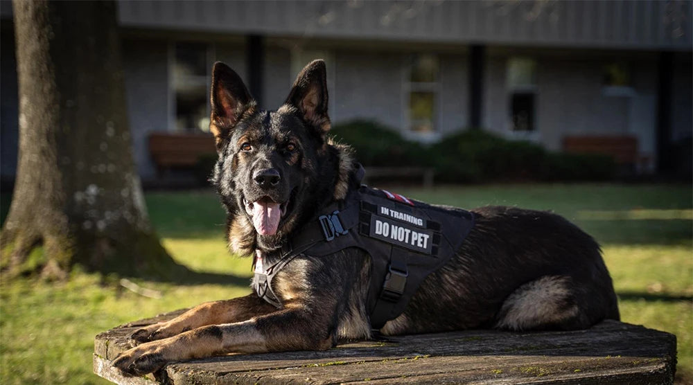 Elite Tactical Dog Harness Set